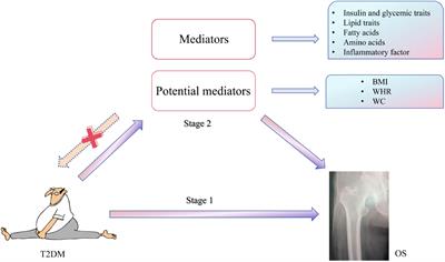 Metabolic factors are not the direct mediators of the association between type 2 diabetes and osteoporosis